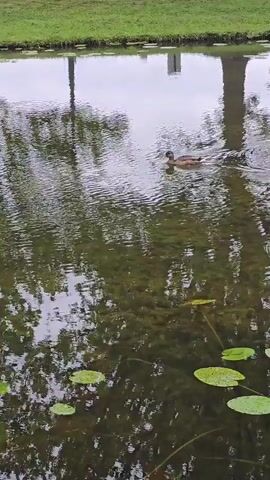 A duck swims in a pond. The pond has lily pads and aquatic vegetation. Reflections of trees and a white pole are visible on the water's surface. The pond is bordered by a grassy area.