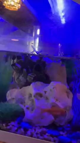The camera captures a brightly lit fish tank illuminated by blue lights. Inside, several small fish swim around a large, white rock formation.  An orange fish rests on top of the rock, while another silvery fish darts through the water on the right side of the frame.  Bubbles rise through the water, likely from an aerator. A cluster of dark, organic-looking material sits to the left of the rock. The overall scene is tranquil, with the movement of the fish and the rising bubbles creating a sense of underwater activity.