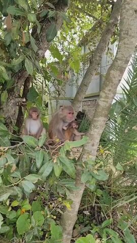 Three monkeys are in a tree. The monkey on the right is larger and appears to be an adult, holding a much smaller monkey, likely a baby, cradled in its arms. The adult monkey has light brown fur and is looking towards the left. The baby monkey is also light brown and appears to be nursing or being held close. To the left of the adult monkey is a smaller monkey, likely a juvenile, sitting upright and looking towards the camera. This monkey has lighter fur on its chest and face. The monkeys are perched on branches surrounded by green leaves. In the background, there is a blurry structure that appears to be man-made, possibly a building with a light-colored wall and a dark roof. The overall environment suggests an outdoor, wooded area with some human presence nearby.