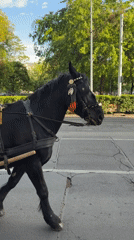Budapest street scenes show festive atmosphere, horse carriages near basilica