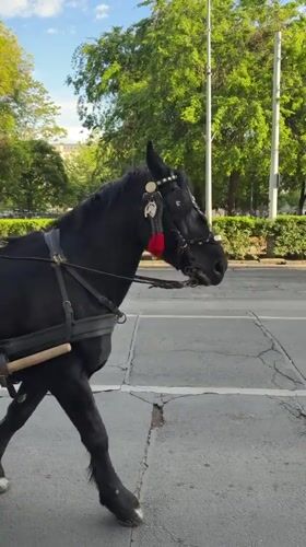 Budapest street scenes show festive atmosphere, horse carriages near basilica