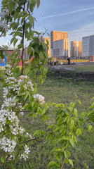 Spring blossoms captured in Yekaterinburg park scene