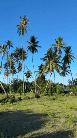 Thai temple grounds and rural fields, Koh Samui countryside