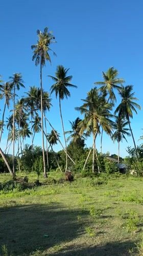 Thai temple grounds and rural fields, Koh Samui countryside