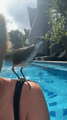 Birds interact with swimmers at Indonesian resort pool