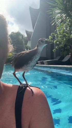 Birds interact with swimmers at Indonesian resort pool