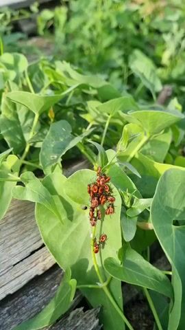 A cluster of small, bright orange and red insects, possibly boxelder bugs or a similar species, are gathered on a green vine with large, heart-shaped leaves. Some of the insects are in different stages of development, with some appearing to be nymphs. The vine is growing over what appears to be a weathered piece of wood, suggesting an outdoor, natural setting. The lighting suggests it is daytime, possibly morning or late afternoon, as the sunlight casts shadows and highlights the vibrant colors of the insects and the lush green of the leaves. The overall scene conveys a sense of nature in progress, with the insects actively congregating on their host plant. There is no visible text in the media file.