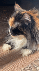 Multicolored cat turns to camera in Izhevsk home