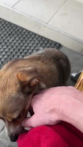 This is a close-up, first-person perspective video of a small, mixed-breed dog interacting with a human's hand. The dog is primarily brown and white with distinct tan markings around its face and ears. Its fur appears short and somewhat scruffy.

The scene takes place outdoors, suggested by the presence of a dark, hexagonal-patterned doormat and tiled flooring, possibly on a porch or near an entrance. The lighting is neutral, suggesting it could be daytime but not necessarily bright sunlight. The person's hand, wearing a red cloth partially visible at the bottom, is extended towards the dog.

The dog's activity involves gently nipping or mouthing the fingers and thumb of the outstretched hand. Its expression is difficult to definitively gauge due to the close proximity, but its eyes are open and it appears engaged with the hand. The dog's body language doesn't suggest aggression; rather, it seems like a playful or curious interaction, perhaps a common way for this dog to engage with humans. The dog's tail is wagging, with a tuft of white fur visible at the tip.

There is no visible text in the media file. The overall mood is one of gentle interaction and a potential bond between the dog and the person. The setting is likely residential or a public space where a stray dog might be encountered, given the context of Makiv, Ukraine.