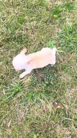 A tiny chihuahua puppy with light tan fur and a white tail walks from a patch of grass onto a gray concrete surface. The camera follows the puppy's movement, keeping it centered in the frame. The grass appears to be mixed with weeds and dead leaves. The concrete is cracked and has small bits of gravel embedded in its surface. The puppy is the sole focus of the video, exploring its surroundings with its nose close to the ground.