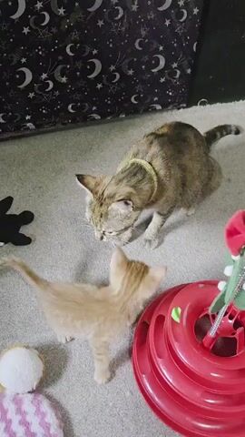A cat is perched on a carpeted floor, watching two kittens play with a red toy. The kittens are interacting with the toy, batting at it and chasing the balls around the track. The cat appears calm and observant. The background shows a wall with a dark fabric featuring a crescent moon and star pattern.
