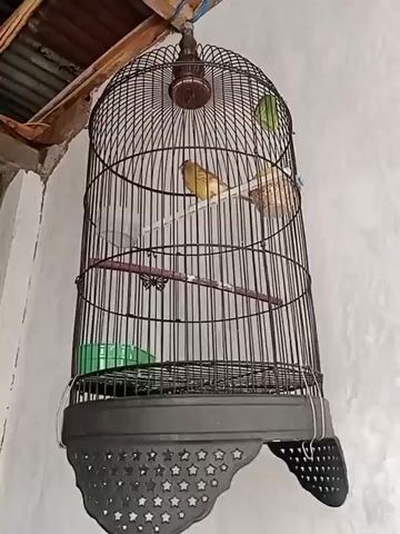 A birdcage hangs from a string against a white wall. The cage is made of black wire and has a black base with a star pattern. Inside the cage are two birds, one yellow and one green. There is a perch and a green food dish inside the cage. The roof above the cage appears to be made of corrugated metal.