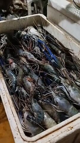 The video shows a close-up view of a white plastic bin filled with a large quantity of fresh prawns, also known as shrimp. The prawns are predominantly a greyish-blue color, with some having distinct blue coloration on their legs and antennae. They are piled on top of each other, with their long antennae and legs intertwined, creating a dense mass. Among the prawns, there are also strands of dried grass or similar vegetation, possibly used to keep them fresh. The lighting suggests an indoor setting, possibly a market or processing area, with some ambient light illuminating the scene. In the top left corner of the frame, a person's hands are visible, appearing to be sorting or handling the prawns. The person's skin tone is dark. The background is blurred but suggests a simple, perhaps utilitarian environment, with hints of white plastic structures or containers. The overall impression is of a fresh catch of prawns, ready for sale or further preparation.