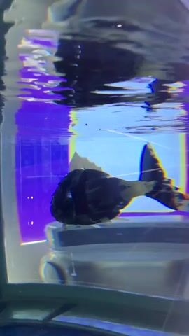 In an indoor environment, a fish swims in an aquarium. The fish is black and white and appears to be covered in tape, revealing its mechanical structure. The tank's water reflects the outside environment and light. The background is blurred, suggesting a controlled environment.
