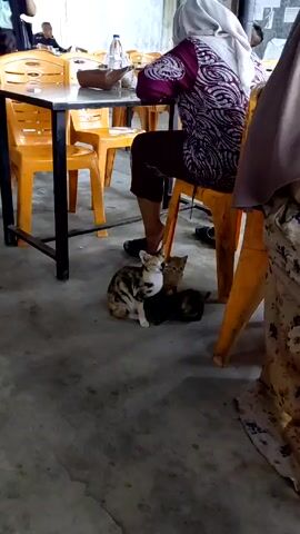 The video depicts a cat and her two kittens under a table in what appears to be a dining area. Several people are seated at tables, and the furniture includes orange plastic chairs and dark-framed tables. The cat is a mix of colors, mostly white, brown, and black, and she is sitting on the floor. One kitten is orange and the other is dark, with a tortoiseshell pattern. The woman nearest the cats is wearing a maroon and patterned shirt. Another woman with a brown hijab is seen at a table with other people. The background is simple, with gray flooring and walls. The general atmosphere seems casual and domestic, with people chatting and eating.