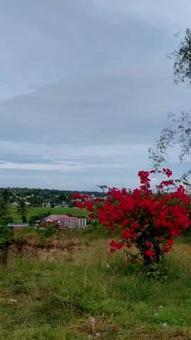 The camera pans across a wide shot of a town in Indonesia. It is daytime. The sky is light blue, with clouds scattered throughout. In the foreground, a hill covered in green grass and a red flowering bush is seen. In the middle ground, a densely populated area is viewed, filled with houses of varying sizes and colors. Most of the houses have red roofs. Trees and fields are visible throughout the town. In the background, mountains are seen in the distance. The camera slowly pans from right to left, revealing more of the town.