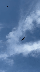 Vultures spotted soaring over El Tunco, El Salvador