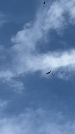 Vultures spotted soaring over El Tunco, El Salvador
