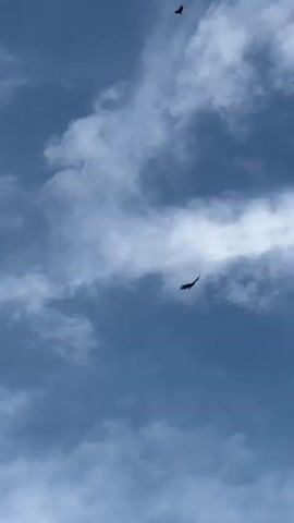 The video shows a blue sky with scattered white clouds. Silhouettes of birds, appearing to be vultures, are visible in the sky. The birds are in flight, some are soaring higher than others. The camera is pointed upwards towards the sky. The scene is tranquil and evokes a sense of nature.