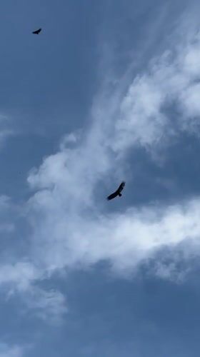 Vultures spotted soaring over El Tunco, El Salvador