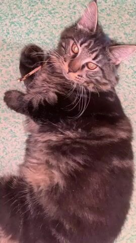A tabby cat is lying on its back on a turquoise surface. The cat is holding a small stick in its paws and appears to be chewing on it. Its head is turned to the side, and its eyes are partially closed. The cat's fur is long and fluffy. The background is blurred, but it appears to be a blanket or a rug.