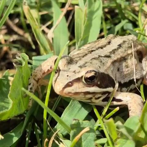 The video is a close-up shot of a frog sitting in tall green grass. The frog is light brown with darker brown stripes running down its back. Its eyes are dark and appear to be looking forward. The frog is mostly still, with only slight movements of its head visible. The background is blurred, but it appears to be a sunny outdoor environment with more grass and possibly some dirt.
