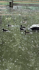 Moscow park visitors observe nesting swans, duck families during afternoon