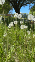 Spring morning dandelion gathering documented in Chaikovsky, Russia park