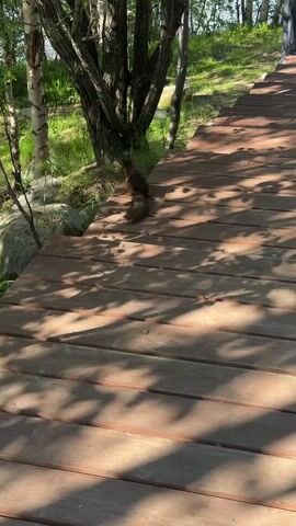A squirrel runs up a wooden boardwalk. The boardwalk is made of planks and has shadows from trees falling on it. There are trees and grass to the left of the boardwalk. There is a black metal railing at the top of the boardwalk.