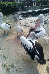 Pelicans at Ragunan Zoo's pond, South Jakarta