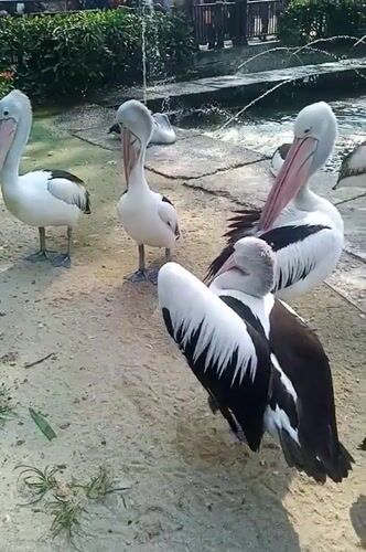 Pelicans at Ragunan Zoo's pond, South Jakarta