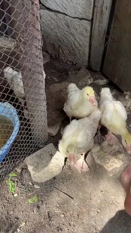 A group of young goslings are pecking at the ground near some rocks and a wire fence. One gosling is visible in the background through the fence, near a blue bucket of water. A hand reaches into the frame from the right, appearing to interact with one of the goslings. The ground is made of dirt and small stones, and the background consists of stone and wooden structures. The overall scene suggests an outdoor enclosure for poultry.