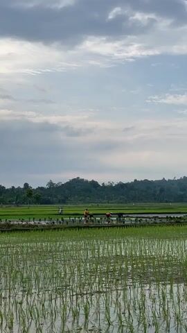 The video shows a wide shot of a lush green rice paddy field under a cloudy sky. In the foreground, young rice stalks are submerged in water, reflecting the sky. In the middle ground, several farmers, some wearing orange shirts, are planting rice seedlings in neat rows. They appear to be working in a line, bending over to place the seedlings. In the background, a dense line of trees forms a backdrop, with a hill or mountain range visible beyond them. The overall scene depicts agricultural work in a rural, natural setting.