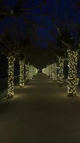 The video shows a pathway at night, lined with trees. Each tree trunk is wrapped in strings of small, warm-toned lights. The path surface is gravel or small stones. The sky is dark blue, indicating nighttime. There are bare tree branches overhead, forming a canopy. A black metal bench is visible on the left side of the path. In the distance, the lights narrow, creating a vanishing point effect. No people are visible.