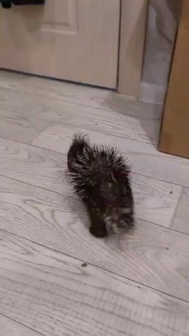 A very young porcupine walks across a light-colored wooden floor. The porcupine is small and dark brown with quills that stand out from its body. It walks from left to right towards a closed door. Then, it turns to face a cardboard box. Next, it moves to the right and nudges a black hose with its head.