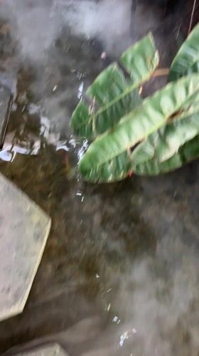 Decorative pond with stepping stones spotted at Nha Trang building entrance