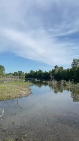 The video presents a serene panoramic view of a calm body of water, likely a river or lake, under a bright blue sky with scattered white, wispy clouds. The camera slowly pans from left to right, revealing a verdant treeline on the opposite bank that is densely covered with lush green leaves. These trees are clearly reflected in the tranquil water.

In the foreground, closer to the camera, the water is shallow and clear, revealing the rocky and sandy bottom. Several submerged or partially submerged branches and small bushes emerge from the water, adding texture to the scene. The left bank is visible as a patch of earthy, grassy ground before the water begins. The overall atmosphere is peaceful and natural, suggesting a pleasant day with good weather. There is no visible text.