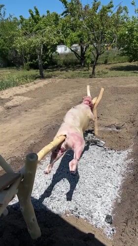 Animal roasted on outdoor rotisserie in Stamboliyski, Bulgaria
