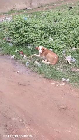 The video shows a medium-sized, light-brown and white dog lying on a patch of grass and dirt.  The dog is positioned near a dirt road and a thick green hedge, where discarded plastic bags and trash are scattered among the grass. The dog is alert, looking at the camera, and it slightly lifts one of its front paws. The environment appears to be an undeveloped, potentially neglected area. The video is shot from a stationary position, slightly elevated, with the camera's brand "TECNO SPARK 20" visible at the bottom.