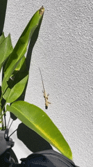Morning scenes captured in Kuta Selatan: lizards, cats, daily life