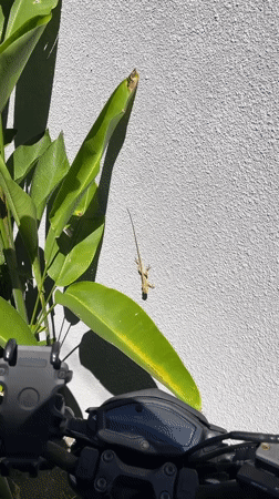 Morning scenes captured in Kuta Selatan: lizards, cats, daily life