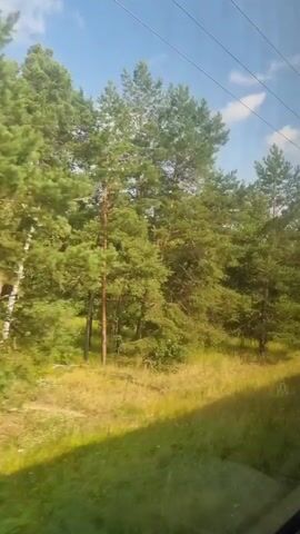 The video shows a view from inside a vehicle, looking out at a treed landscape. The trees are mostly green, with some appearing to be pines and others deciduous trees. The sky is blue with some scattered clouds. There are power lines visible overhead. The ground is covered in grass and some brush. The video pans slightly to the right, showing more of the trees and landscape.