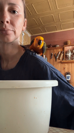 Morning at home in Khimki with a very social pet parrot