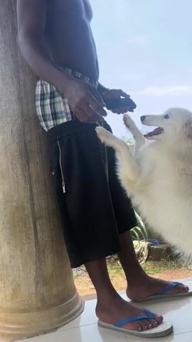 A shirtless Black man stands in front of a tan column on a glossy tile patio, holding a cell phone. He wears plaid shorts and black culottes-style pants with a decorative zipper chain. He has blue and white flip-flops on his feet. A fluffy white dog excitedly jumps on his leg. The dog wears a leash with a white cord. The area is an outdoor porch and in the distance are buildings. The sky is light blue with some cloud cover.