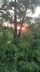 Sunset and water views through trees and wildflowers