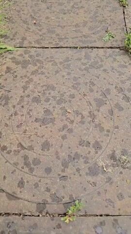 The video shows a close-up, high-angle view of a textured, circular metal surface, possibly a manhole cover, embedded in a path. The surface is wet and stained, with concentric circles visible in its design. Small green plants are growing in the cracks between the metal sections. The lighting suggests an outdoor environment.