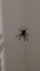 Black spider spotted on textured wall in Haini, India