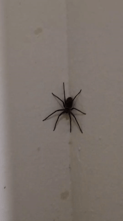 Black spider spotted on textured wall in Haini, India