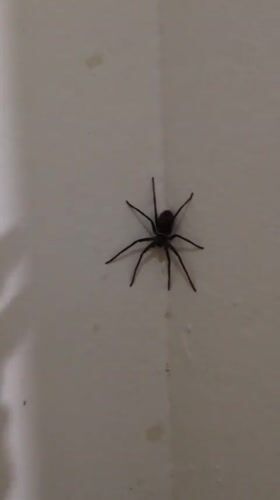 Black spider spotted on textured wall in Haini, India