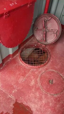 The media file shows a close-up view of a red metal grate covering an opening in a red floor, likely on a ship or industrial facility. The grate is circular and made of thick red metal bars forming a grid pattern. Below the grate, a complex arrangement of coiled, light-colored material is visible.

To the left, a large, red, curved metal object, possibly a storage bin or hatch, is seen. It has a hinged lid and appears to be bolted to the wall. Faint white lettering, possibly "П Р-2", is visible on its surface.

To the right and slightly behind the grate, a large, circular, red metal hatch is open, revealing a red interior with a central cross-shaped locking mechanism. This hatch is hinged and appears to be part of the same flooring system.

In the background, a red pipe with a valve and gauge is attached to a gray wall. More gray pipes run vertically and horizontally along the wall. The overall setting appears to be an interior space, possibly a utility area or engine room, characterized by industrial materials and a functional aesthetic. The floor shows some signs of wear and a small wet patch. The lighting suggests an indoor environment, likely during daylight hours. There are no people visible in the media file. The location context provided is Kozmodemyansk, Russia, which suggests the facility might be related to maritime or industrial operations in that region.